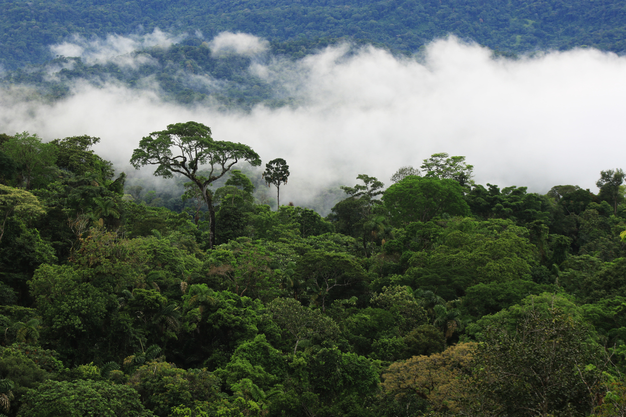 Amazon rainforest with clouds covering the major part of the forest