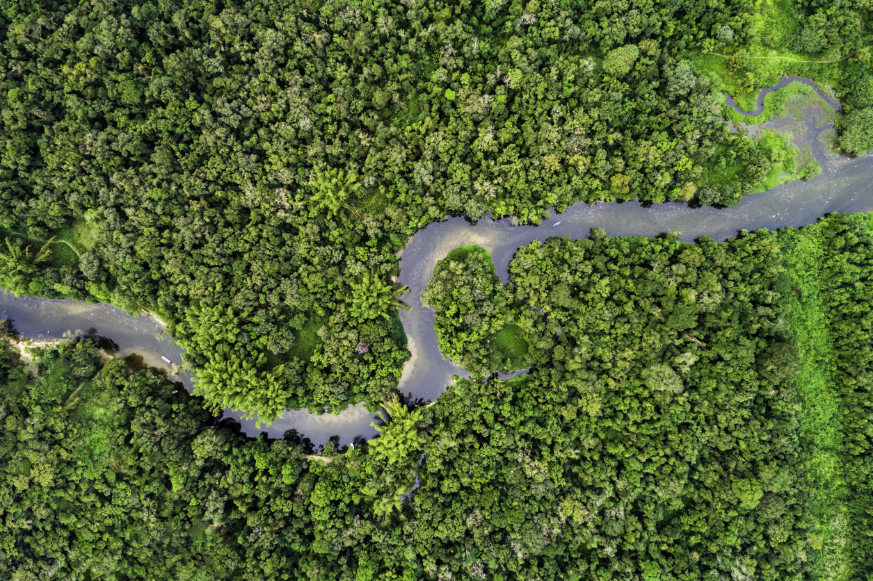 Aerial view of a tropical rainforest