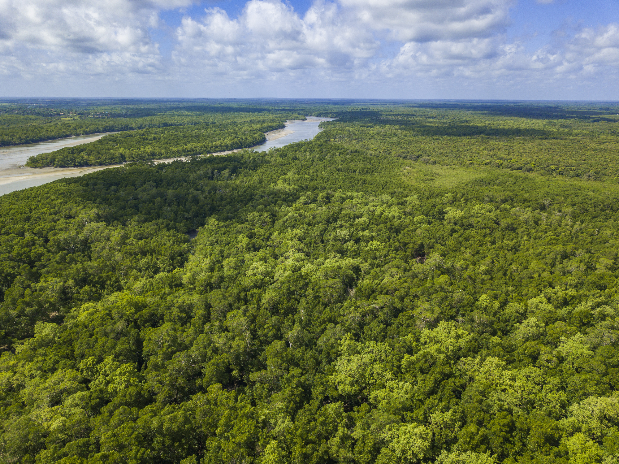 Amazon Rainforest - Aerial View